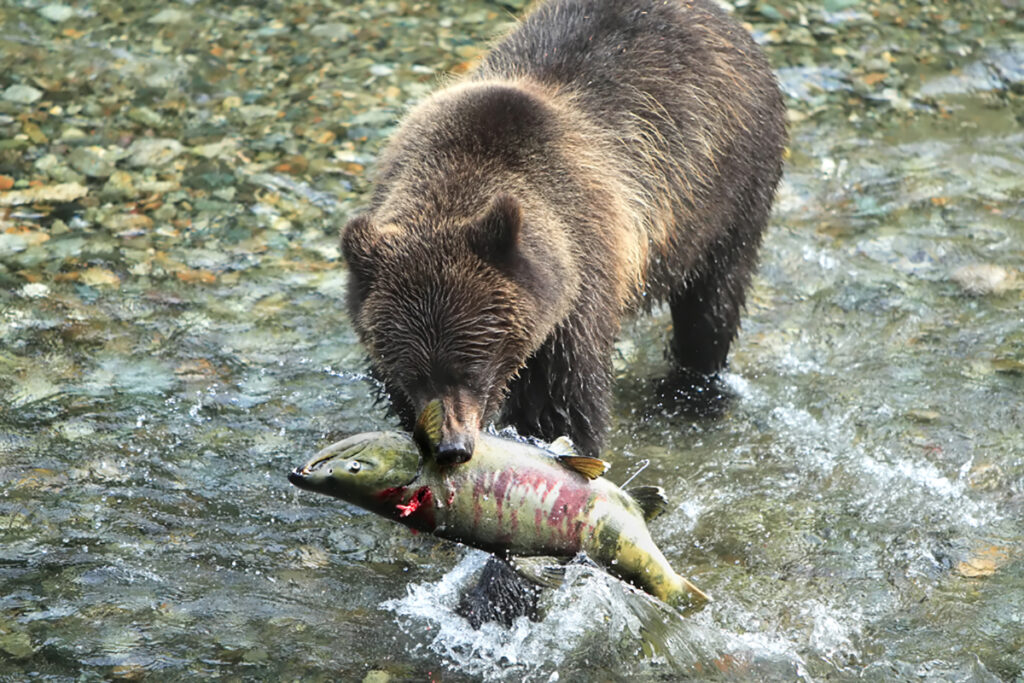 a brown bear eats a large chum salmon