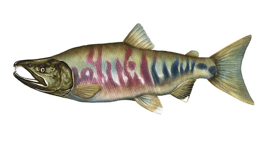 an illustration of a dog salmon