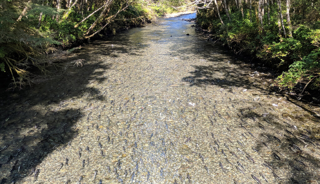 hundreds of pink salmon spawning in a shallow run of a river