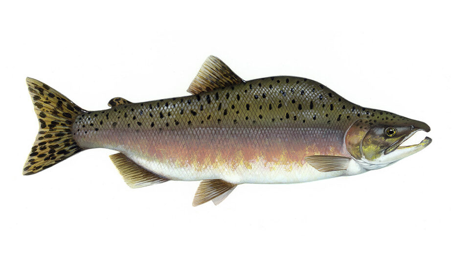 a mature male pink salmon in green and pink spawning colors