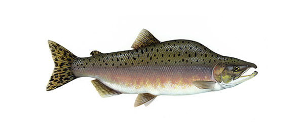 a male pink salmon