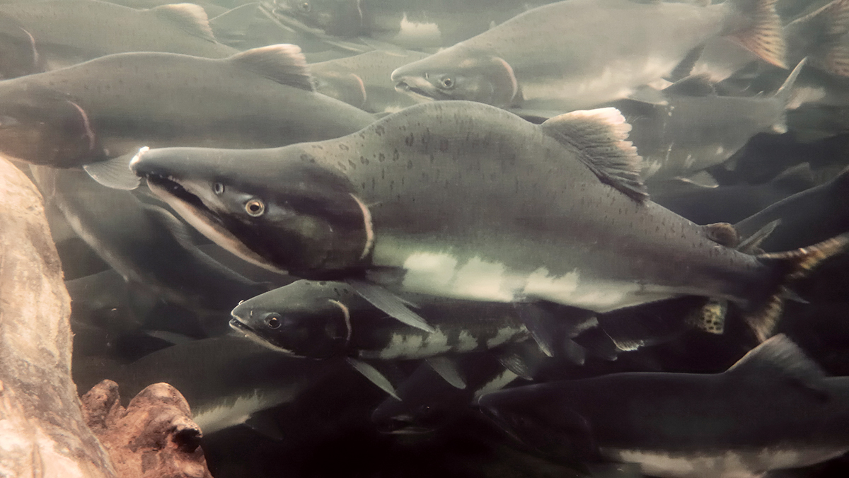 A school of mature pink salmon underwater. This salmon species is commonly called humpback salmon, or humpies. 