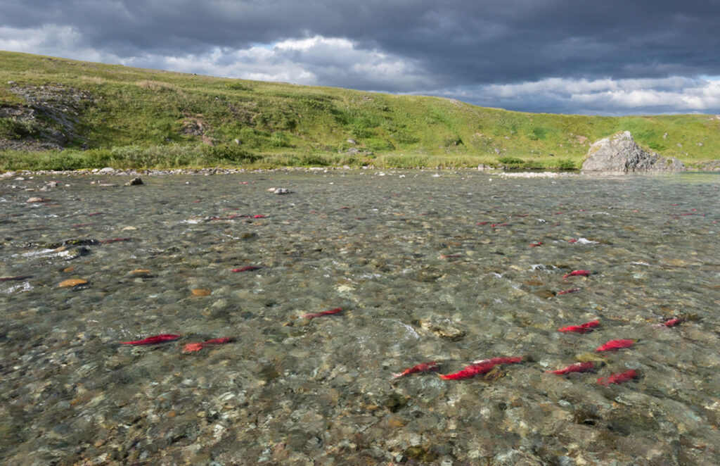 clusters of bright red salmon spawn over a shallow gravel bar