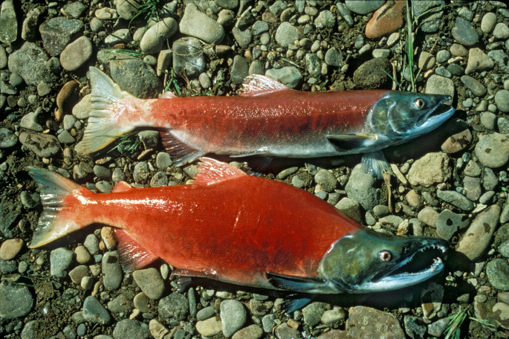 two red sockeye salmon on a gravel bar