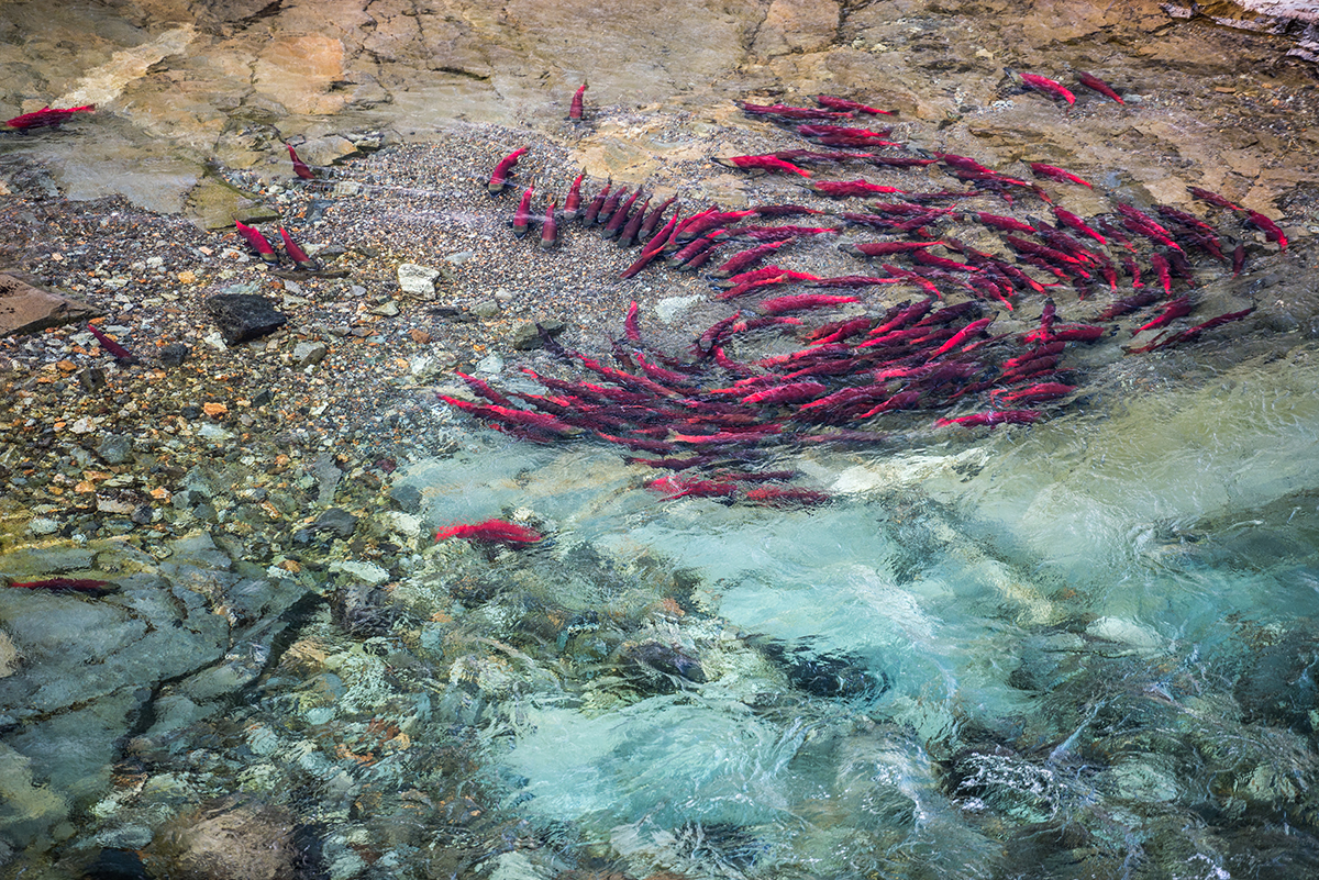 A school of red salmon, aka sockeye, in a crystal clear mountain river. This highly-prized species of salmon typically relies on lake habitat for some of its life cycle. 