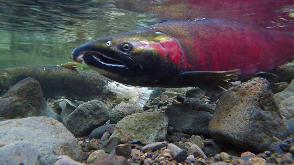 a dark red male coho salmon with an elongated kype (hooked snout)