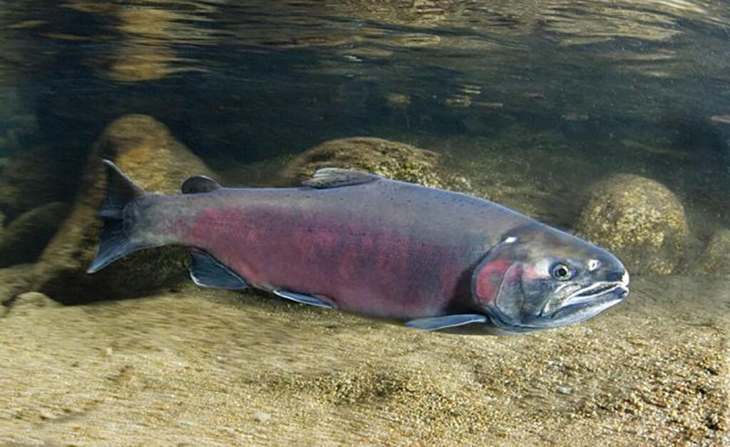 a dark mature female coho salmon in a river