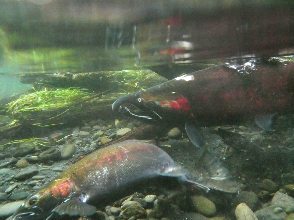a mature male coho salmon watches a female dig a redd (nest) in river gravel