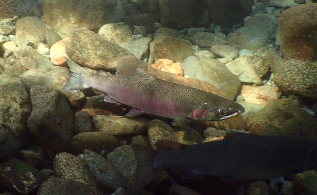 a large pink and olive coho in a cold headwaters of a Puget Sound river