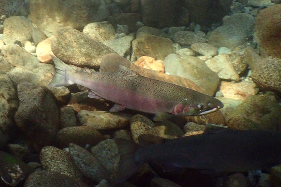 a large pink and olive coho in a cold headwaters of a Puget Sound river