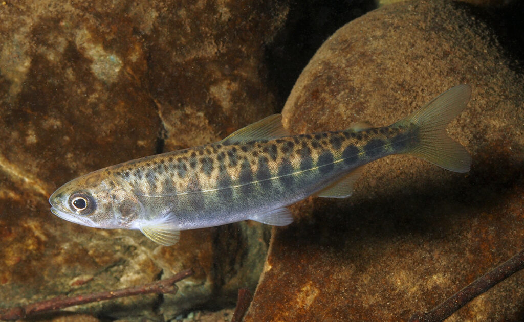 a juvenile king salmon with parr marks to blend in the rocky stream environment