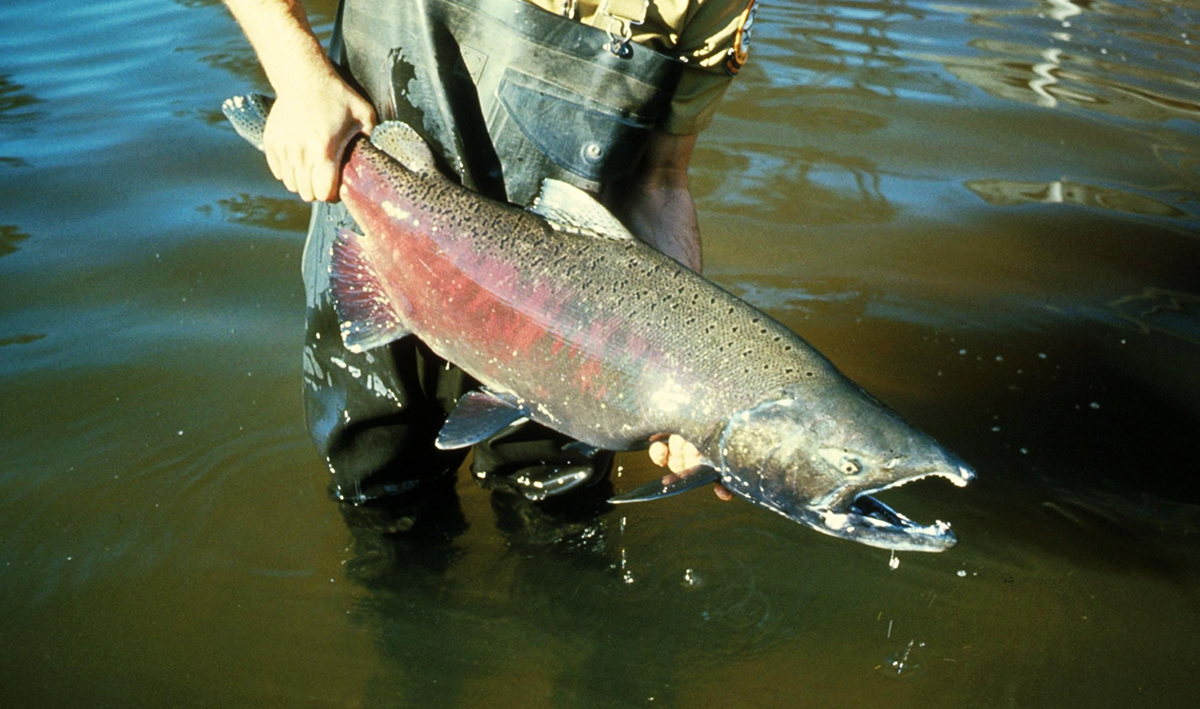 Chinook Salmon: King Salmon Life Cycle, Size, & More