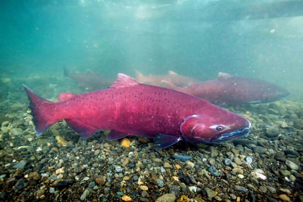 a large red chinook salmon in a clear river