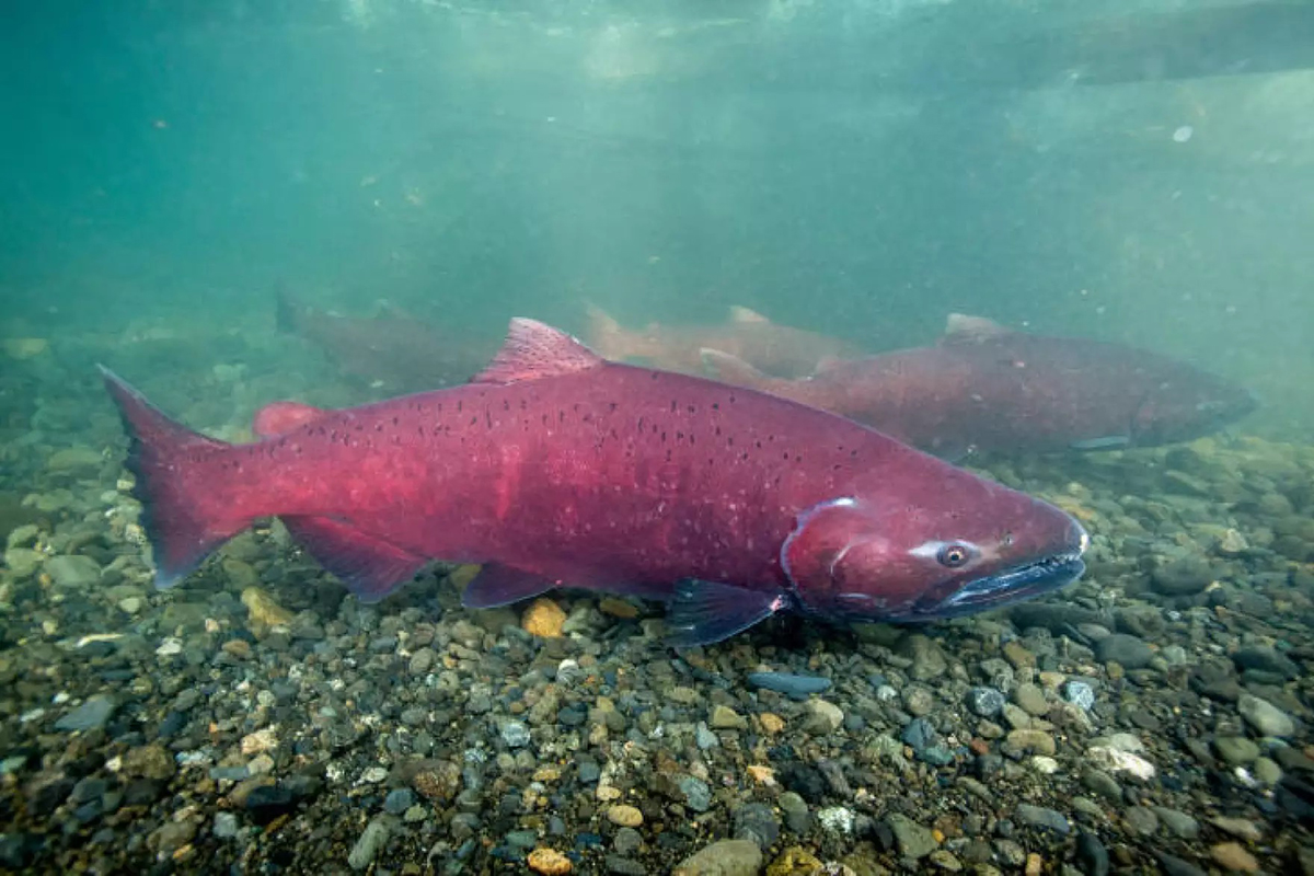 A large, mature red chinook salmon in a clear river. More chinook are behind. Also called king salmon, they are the largest species of salmon - Pacific or Atlantic. 