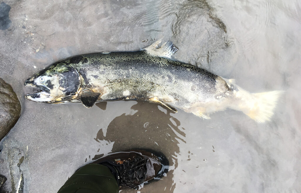 an emaciated and partially-decayed female king salmon