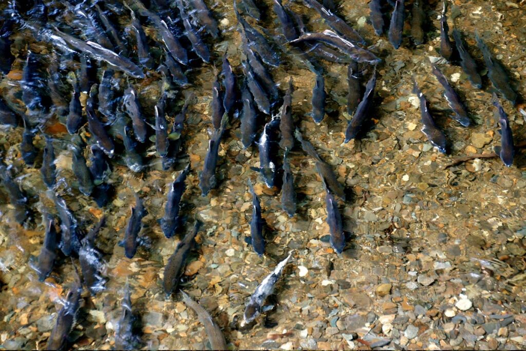 a large school of king salmon in a shallow water run