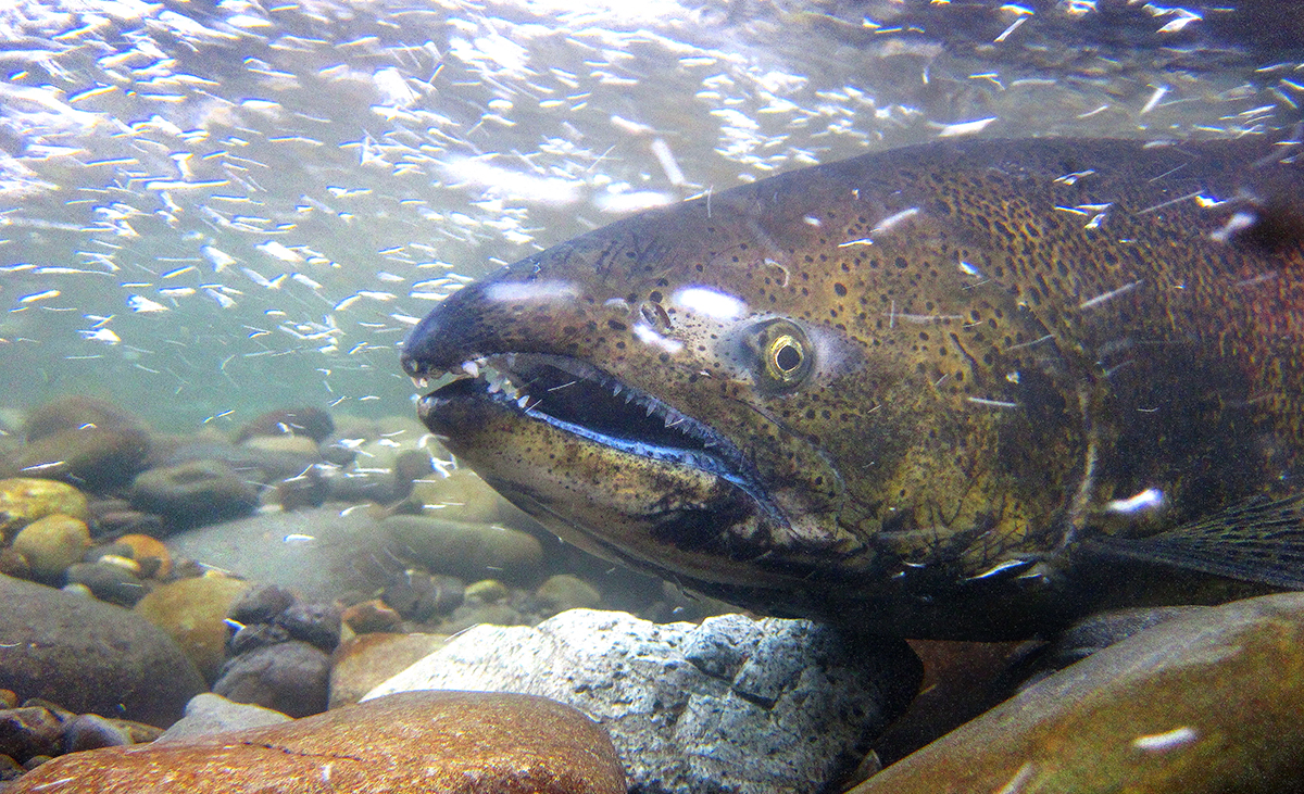 Chinook Salmon: King Salmon Life Cycle, Size, & More