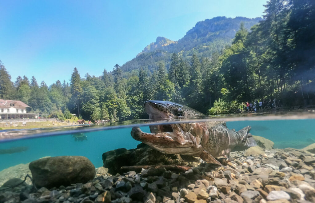 in a crystal clear mountain lake a rainbow trout opens its mouth wide to eat a floating insect