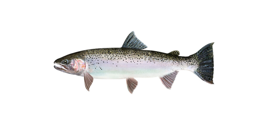 an adult rainbow trout, aka steelhead, fresh from the ocean