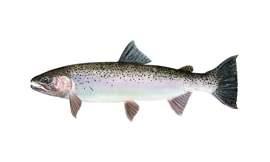an adult rainbow trout, aka steelhead, fresh from the ocean