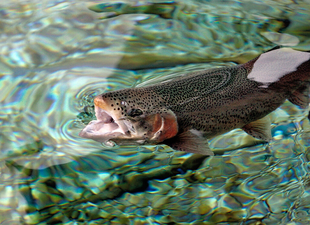 a green and red rainbow trout in a clear lake breaks the surface with its open mouth, devouring a floating insect.