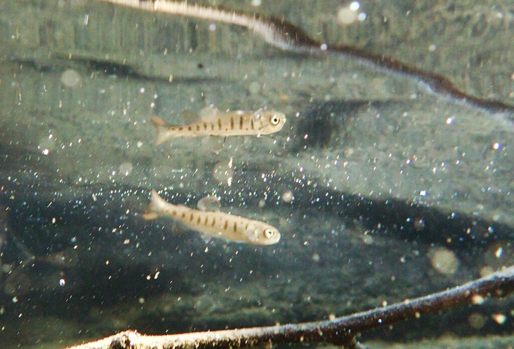 a tiny rainbow trout fry looks for food in an off-channel pool in southern Oregon