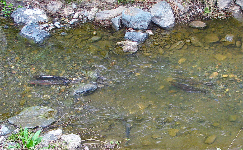 two pairs of steelhead spawn in shallow water gravel of a California creek