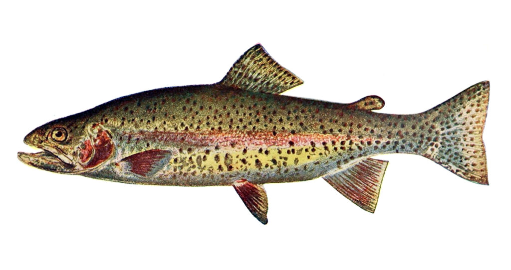 a 100-year old illustration of a  male rainbow trout with a noticeable kype (hook like lower jaw)
