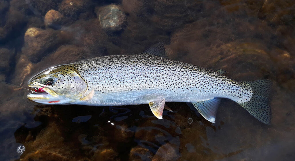 a bright sea-run cutthroat trout with a comet fly in its mouth