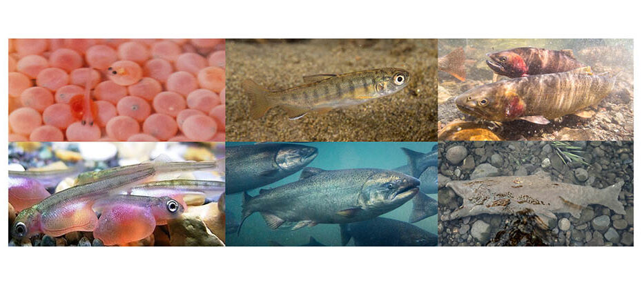 an image with salmon eggs, alevin, fry, marine adults, spawning adults, and a carcass
