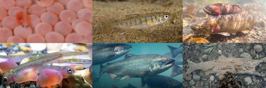 an image with salmon eggs, alevin, fry, marine adults, spawning adults, and a carcass 