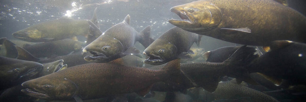 a school of fall chinook in a river just before spawning