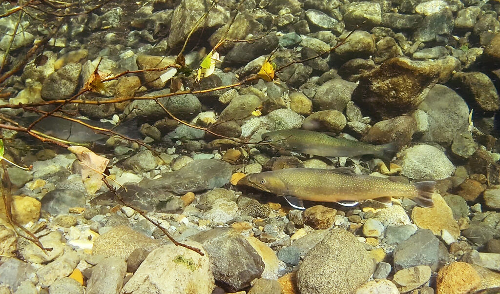 a large male bull trout and coho salmon wait for spawning to commence in a deep, cobble-filled pool