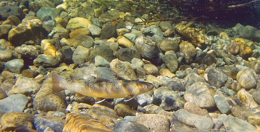 a female char (Salvelinus confluentus) rests over gravel and cobble in a clear mountain stream
