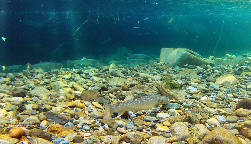 a female bull trout taking a break from scouring gravel to build a nest with other mature bull trout in the background