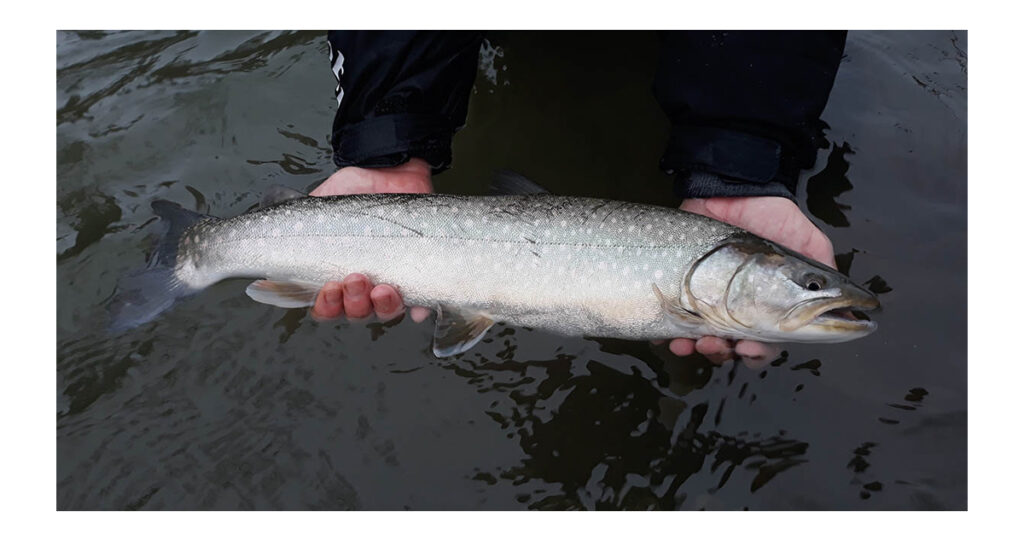 a shiny sea-run bull trout held in the water 