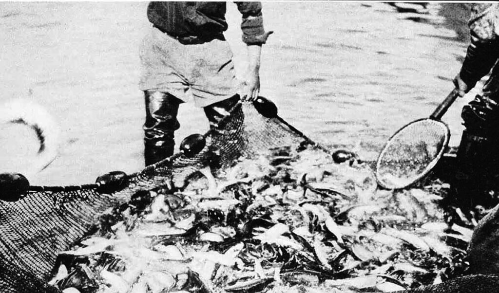 a black and white photo of a seine net full of Dolly Varden char