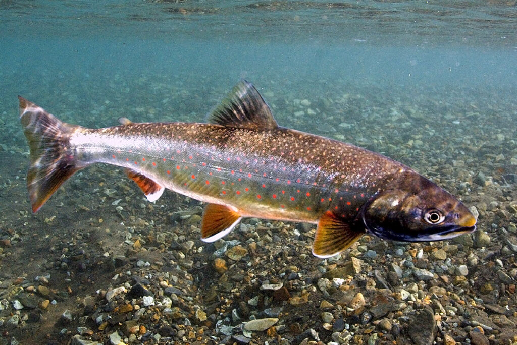 a brightly-colored Dolly Varden trout swims in the clear waters of an Alaskan lake