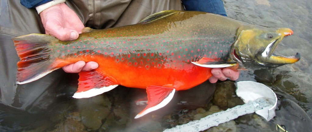 an orange and olive mature male Dolly Varden held out of the water by a biologist