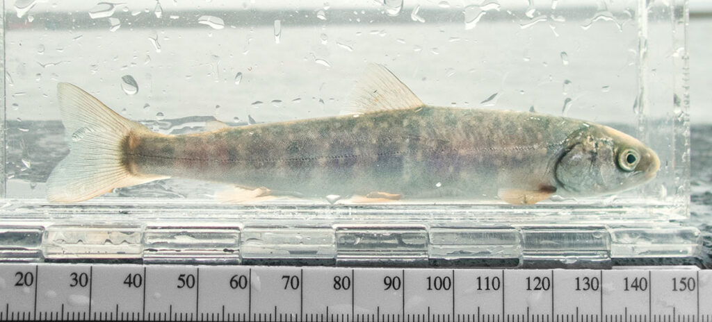 a juvenile Salvelinus malma smolt