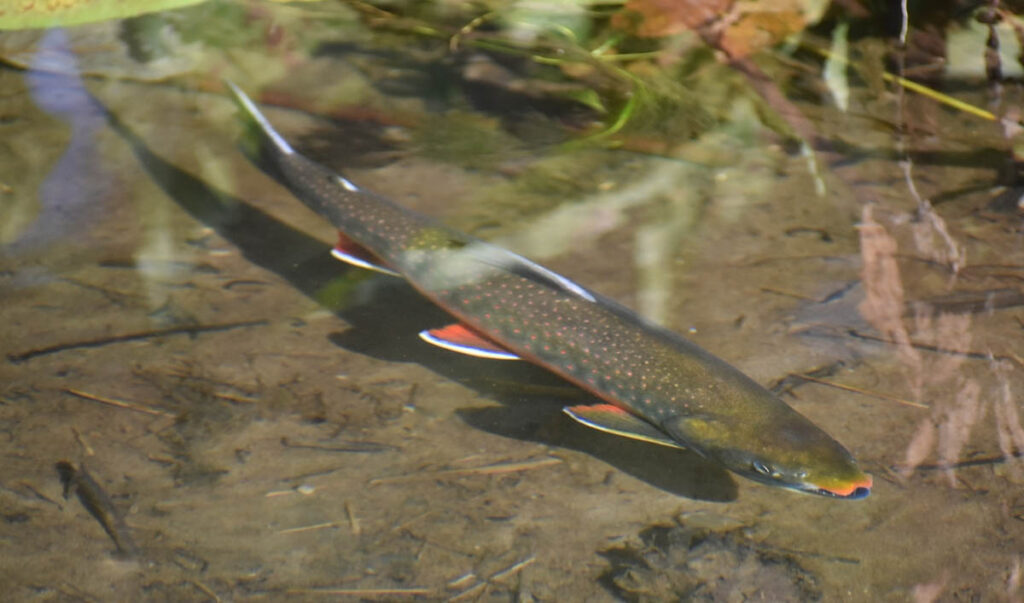 a Northern dolly Varden in swims in a clear Russian stream 