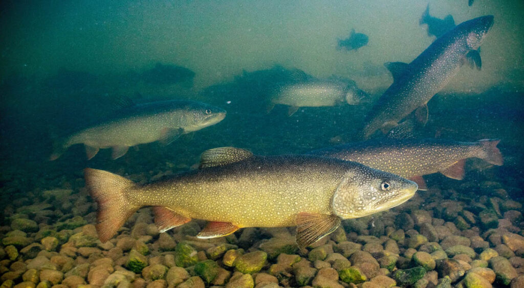 a large lake trout rests over a gravel lake bottom with many other large lake trout swimming in the background