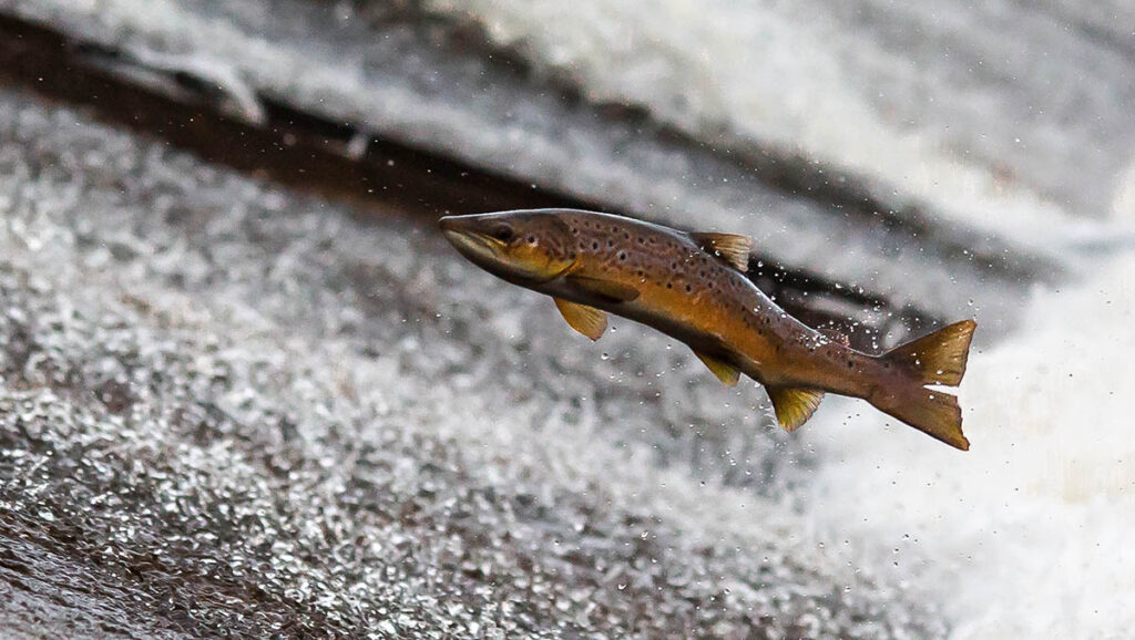 A bronze and orange-colored Atlantic salmon leaps out of the water to ascend a waterfall. This salmon species inhabits the northern Atlantic and parts of the Arctic. 