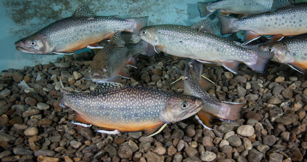 colorful brook trout mill around in a tank with gravel bottom