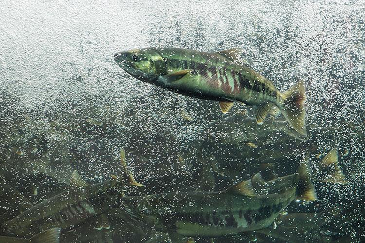 A mature chum salmon in a deep plunge pool with many bubbles, other salmon in the background. This species of salmon is sometimes lovingly called dog salmon. 