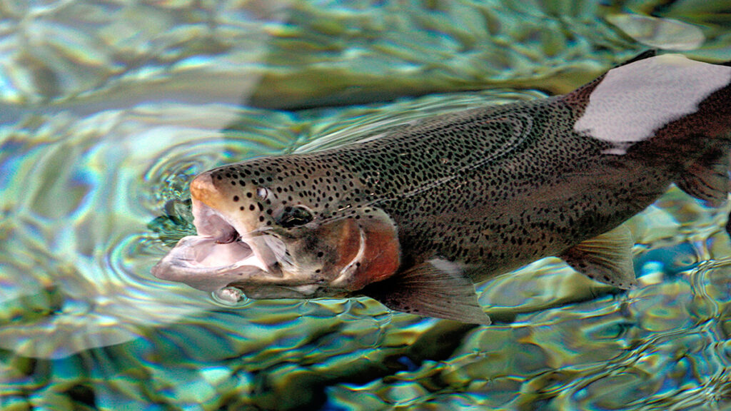 a green and red rainbow trout in a clear lake breaks the surface with its open mouth, devouring a floating insect.