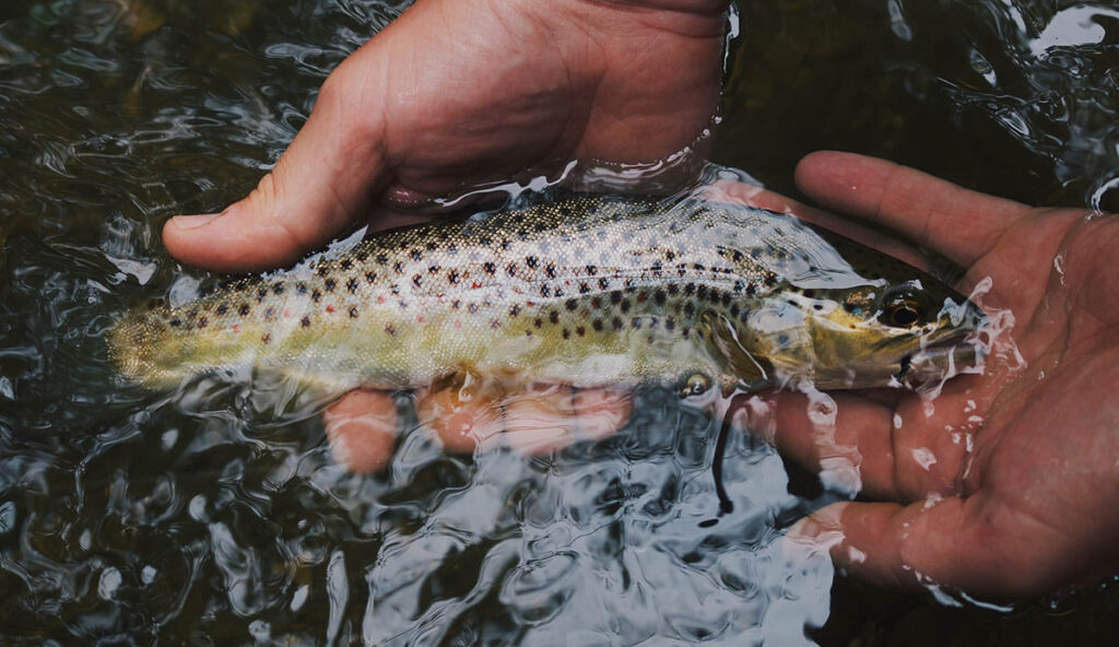 a fly-caught brown trout is gently held in the water