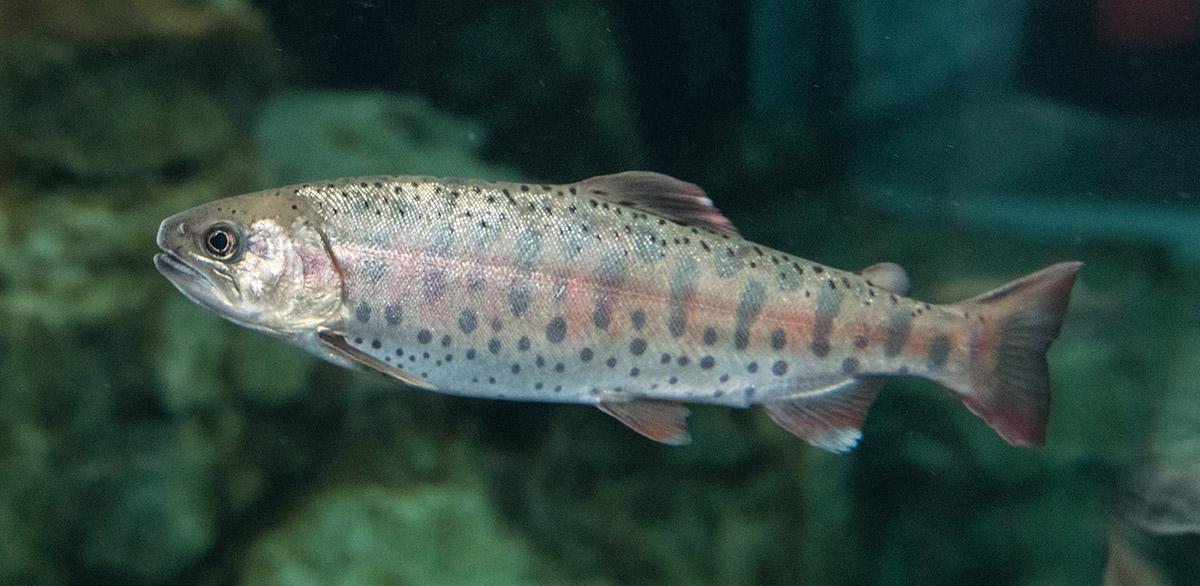 A masu salmon (Oncorhynchus masou) with numerous dark parr marks, pink sides, and white belly. This Asian species of salmon isn't found in Norther America.