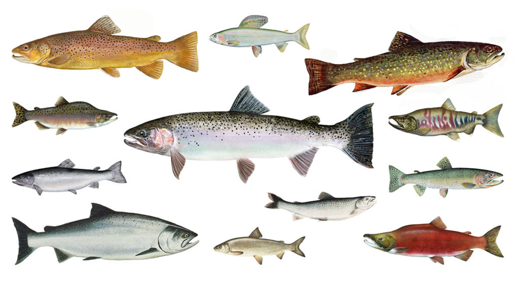 illustrations of salmonids including brown trout, Arctic grayling, brook trout, pink salmon, rainbow trout, chum salmon, Atlantic salmon, lake trout, cutthroat trout, chinook salmon, mountain whitefish, and sockeye salmon