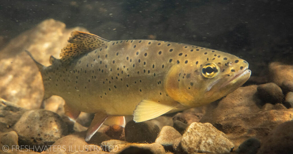 a spotted Apache trout hanging out near the bottom of a stream